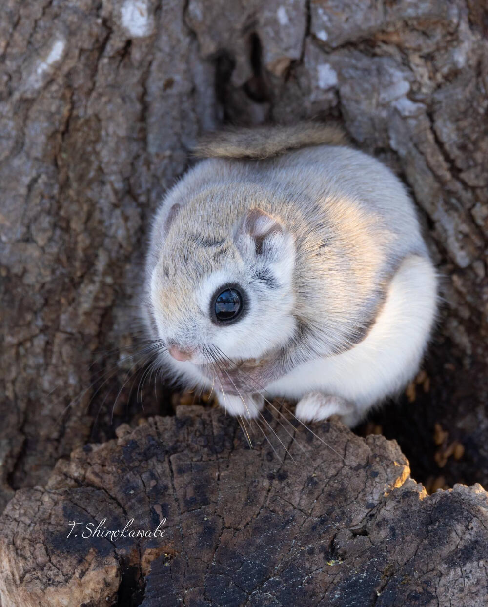 北海道飞鼠 蝦夷鼯鼠 エゾモモンガ flyingsquirrel アッカムイ 東北方言 めんこい~ （かわいい） 可愛い！