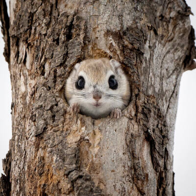 北海道飞鼠 蝦夷鼯鼠 エゾモモンガ flyingsquirrel アッカムイ 東北方言 めんこい~ （かわいい） 可愛い！