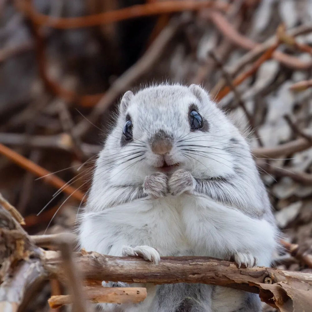 北海道飞鼠 蝦夷鼯鼠 エゾモモンガ flyingsquirrel アッカムイ 東北方言 めんこい~ （かわいい） 可愛い！