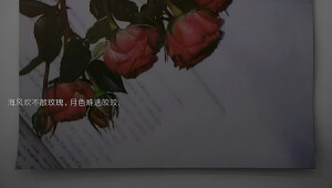 玫瑰语录
