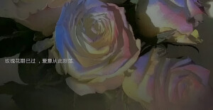 玫瑰语录