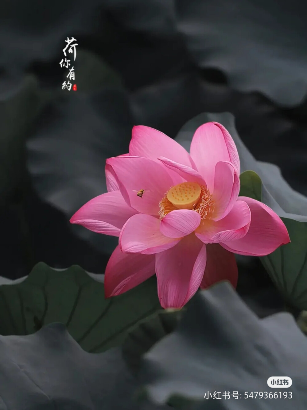 花草