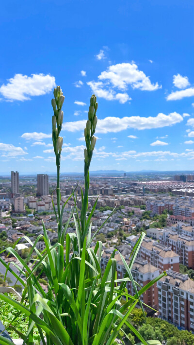 5月21日种下5粒晚香玉种球，种太晚，以为要到明年夏天开花了，结果她在红蜘蛛的攻击下还默默长了两支花出来，日盼夜盼，她的生长速度再快也跟不上我的想象，终于…在我离开之前她还没开（但是快了）。出门大半个月，…