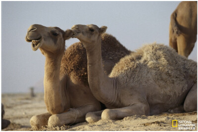 休闲的骆驼
两只单峰骆驼（Camelus dromedarius）友好地依偎而卧，一只在咬另一只的耳朵。摄影：James L.Stanfield