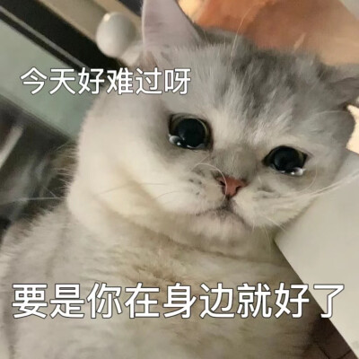 猫咪emo情侣表情包