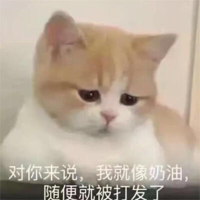 猫咪emo情侣表情包