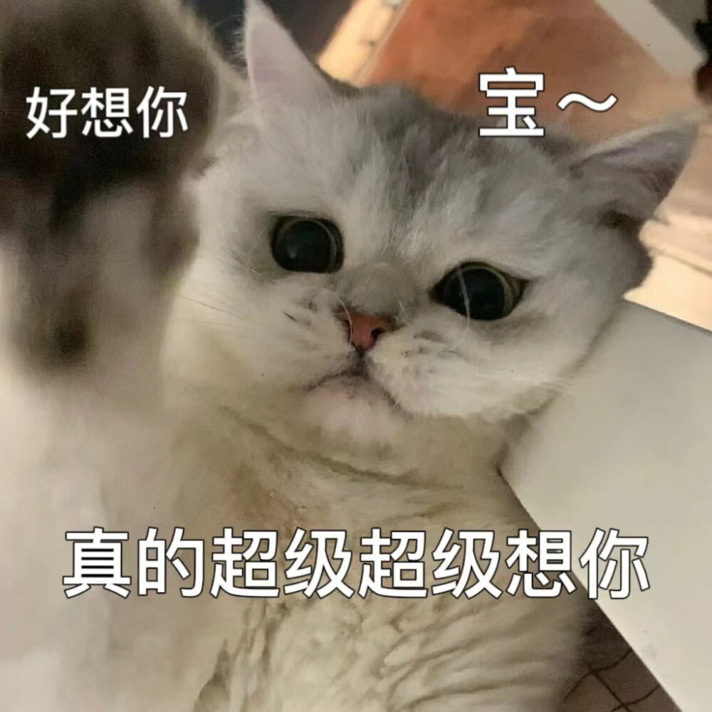 猫咪emo情侣表情包