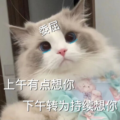 猫咪emo情侣表情包