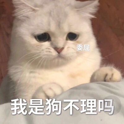 猫咪emo情侣表情包