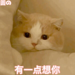 #猫咪表情包##猫咪表情包# 
emo了 ​