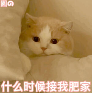 #猫咪表情包##猫咪表情包# 
emo了 ​