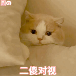 #猫咪表情包##猫咪表情包# 
emo了 ​