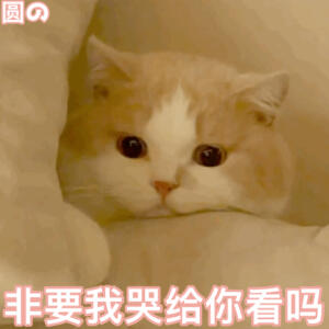 #猫咪表情包##猫咪表情包# 
emo了 ​