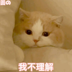 #猫咪表情包##猫咪表情包# 
emo了 ​