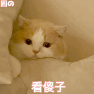 #猫咪表情包##猫咪表情包# 
emo了 ​