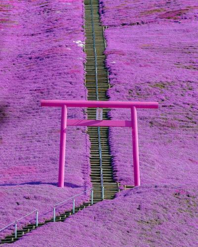 日本 北海道 東藻琴芝桜公園 