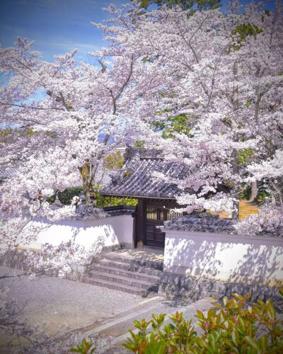 日本 京都 南禅寺 樱花 