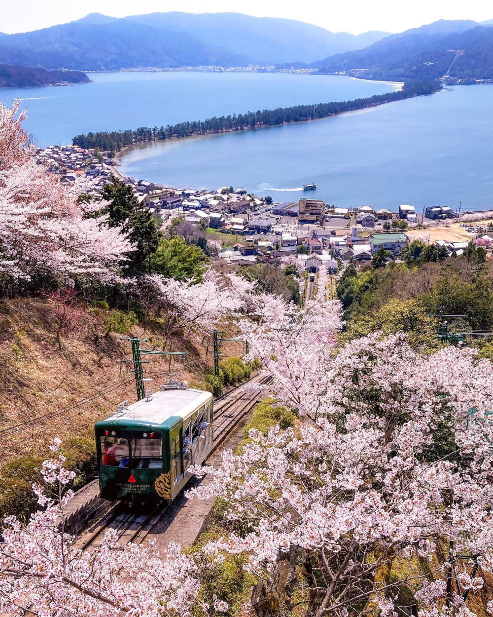 日本 京都府 宮津市 天橋立 桜 ?；ㄏ嗫?