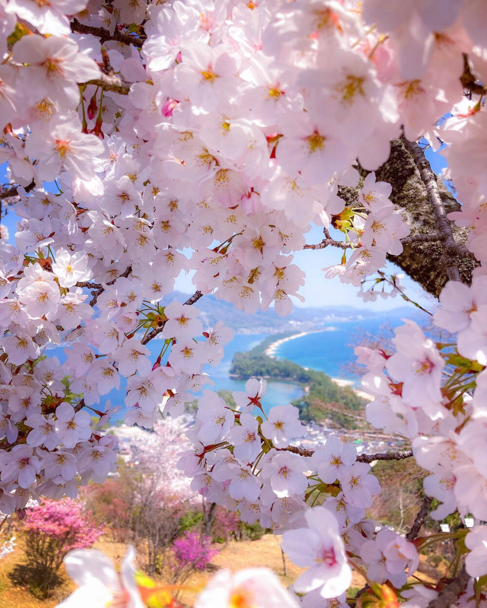 日本 京都府 宮津市 天橋立 桜 ?；ㄏ嗫?