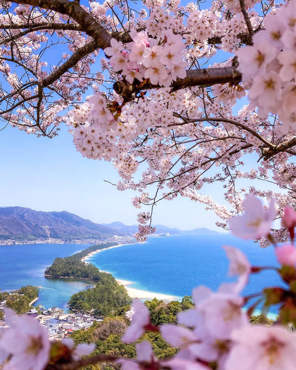 日本 京都府 宮津市 天橋立 桜 ?；ㄏ嗫?