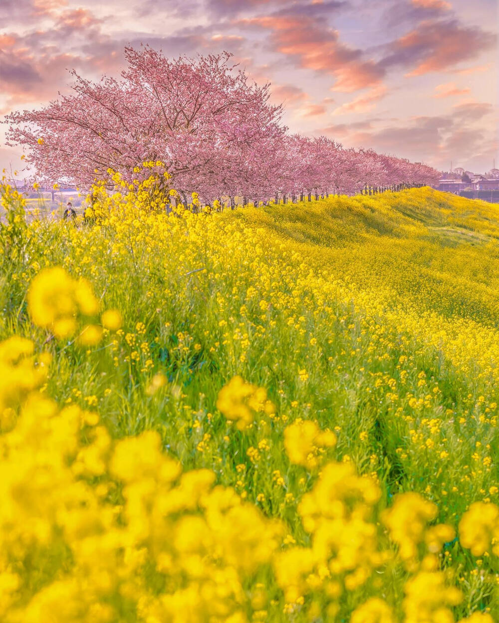 日本 栃木県 小山市 思川桜堤 