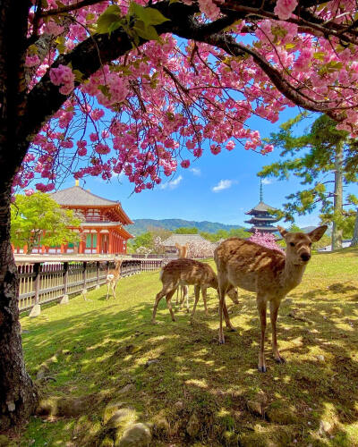 日本 奈良県 奈良公園 興福寺と八重桜 鹿 