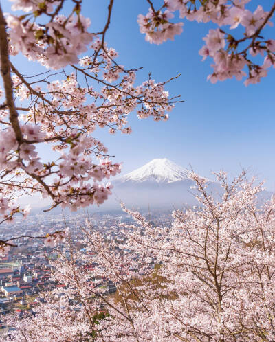 日本 山梨県 新倉山浅間公園 富士山と桜額縁 樱花画框