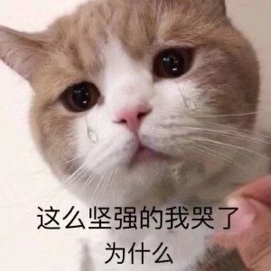 猫咪emo表情包