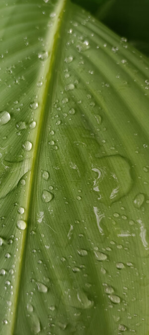 绿色的雨天