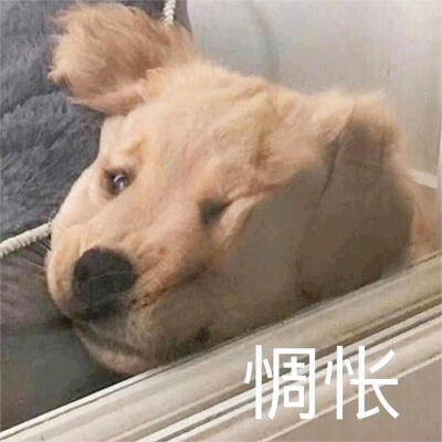 狗狗emo表情包