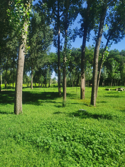 随拍风景图片。天空夕阳草地夜晚