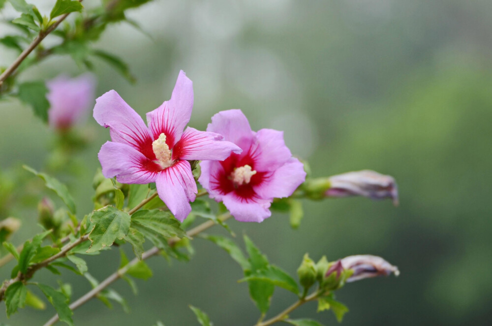 木槿花