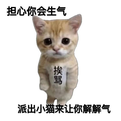 小猫罚站表情