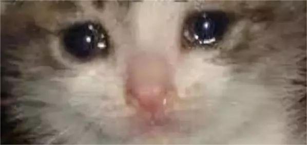 流泪猫猫头表情包