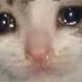流泪猫猫头表情包