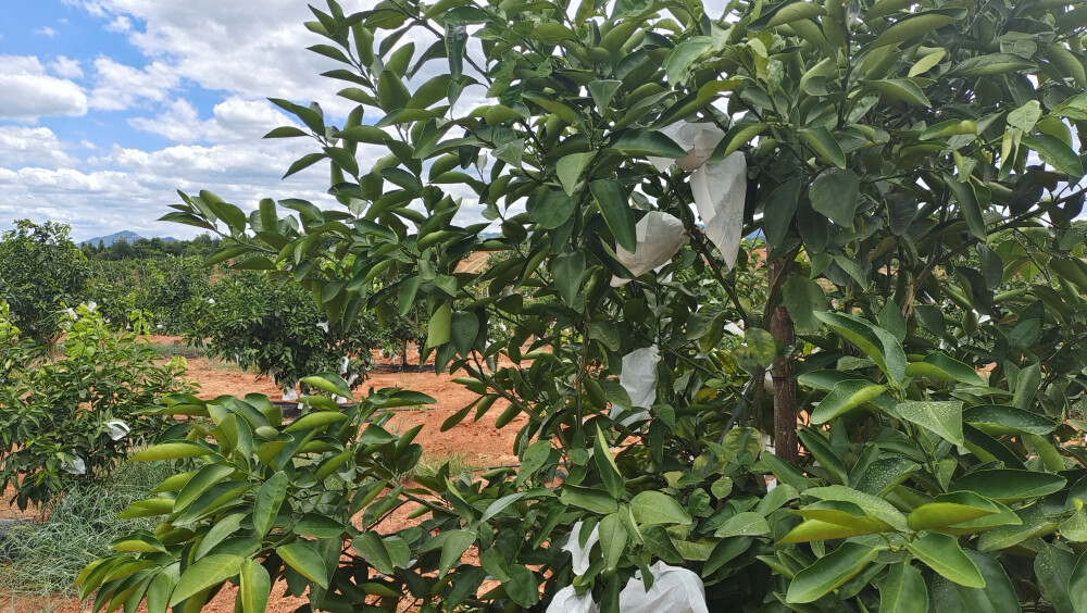 美丽吉安之乡村风采：走进泰和县欣旺果业种植基地
８月２５日，来到江西省吉安市泰和县欣旺果业种植基地，蓝天白云下的果园内绿意盎然、生机勃勃。
泰和县欣旺果业种植专业合作社于2016年9月23日在上模乡油洲村成立，先后流转林地、荒地、田地2800亩，整合个人、财政、金融等资金1600万元，聚集党员、“田教授”、致富能人、劳动力等40人，联合果业、药材等散种农户100户等，发展了井冈蜜柚、黄栀子、葡萄、脐橙、枳壳特色种植产业2800亩，2021年合作社年产值突破700万元，村集体经济获利7万元，户均增收2万元，实现多方共赢，探索出了一条党建引领产业，产业助推集体经济、集体壮大农户致富的好路子。