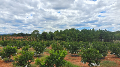 美丽吉安之乡村风采：走进泰和县欣旺果业种植基地
８月２５日，来到江西省吉安市泰和县欣旺果业种植基地，蓝天白云下的果园内绿意盎然、生机勃勃。
泰和县欣旺果业种植专业合作社于2016年9月23日在上模乡油洲村成立…