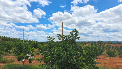 美丽吉安之乡村风采：走进泰和县欣旺果业种植基地
８月２５日，来到江西省吉安市泰和县欣旺果业种植基地，蓝天白云下的果园内绿意盎然、生机勃勃。
泰和县欣旺果业种植专业合作社于2016年9月23日在上模乡油洲村成立…