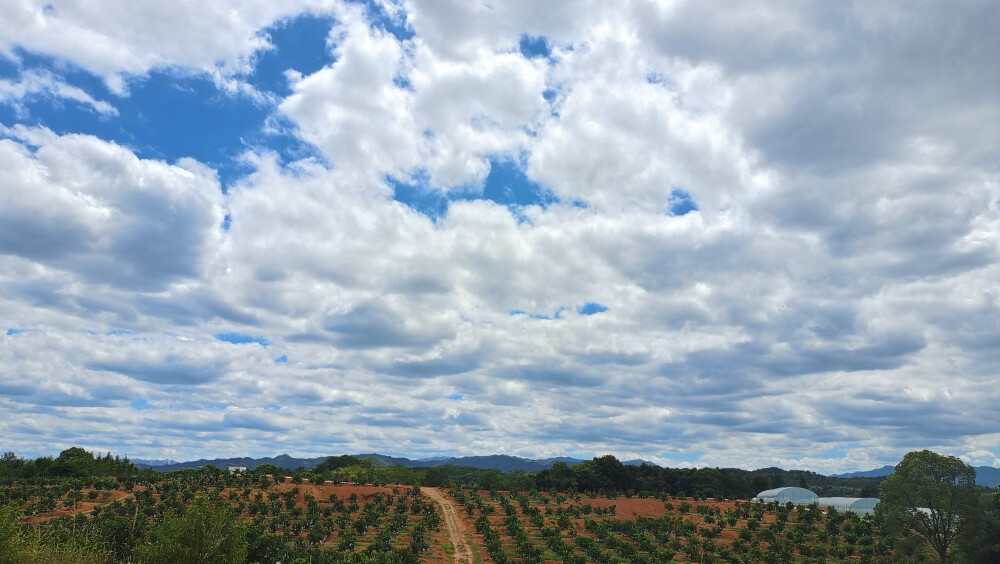 美丽吉安之乡村风采：走进泰和县欣旺果业种植基地
８月２５日，来到江西省吉安市泰和县欣旺果业种植基地，蓝天白云下的果园内绿意盎然、生机勃勃。
泰和县欣旺果业种植专业合作社于2016年9月23日在上模乡油洲村成立，先后流转林地、荒地、田地2800亩，整合个人、财政、金融等资金1600万元，聚集党员、“田教授”、致富能人、劳动力等40人，联合果业、药材等散种农户100户等，发展了井冈蜜柚、黄栀子、葡萄、脐橙、枳壳特色种植产业2800亩，2021年合作社年产值突破700万元，村集体经济获利7万元，户均增收2万元，实现多方共赢，探索出了一条党建引领产业，产业助推集体经济、集体壮大农户致富的好路子。