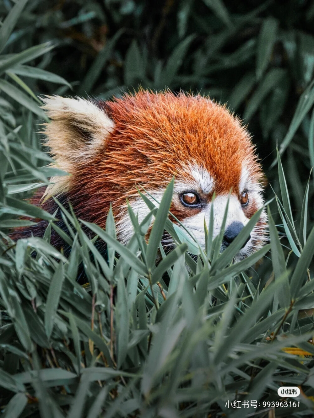 小熊猫