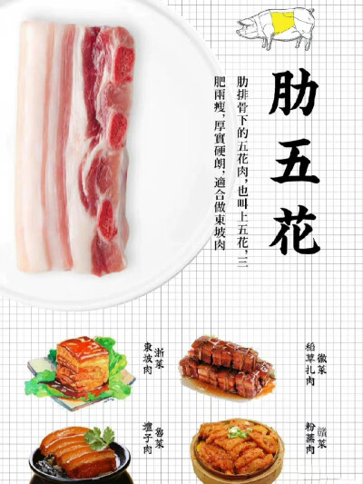 肉肉知识