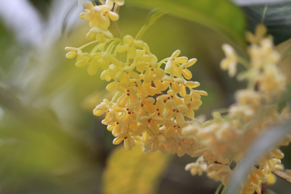 桂花