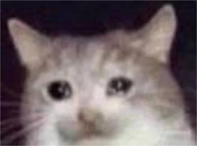 流泪猫猫头表情包
