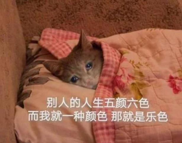 流泪猫猫头表情包