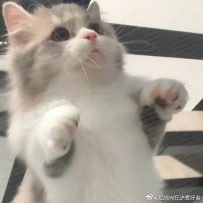 猫咪头像