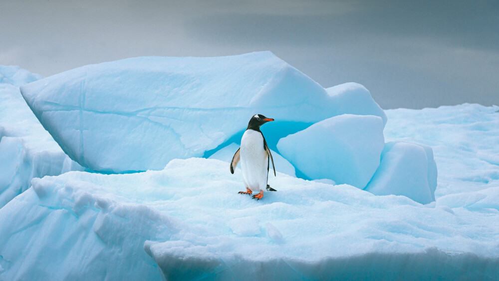 南极洲 冰山 巴布亚企鹅 Gentoo penguin stands alone on top of iceberg in Antarctica