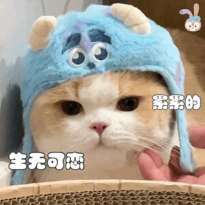 猫咪