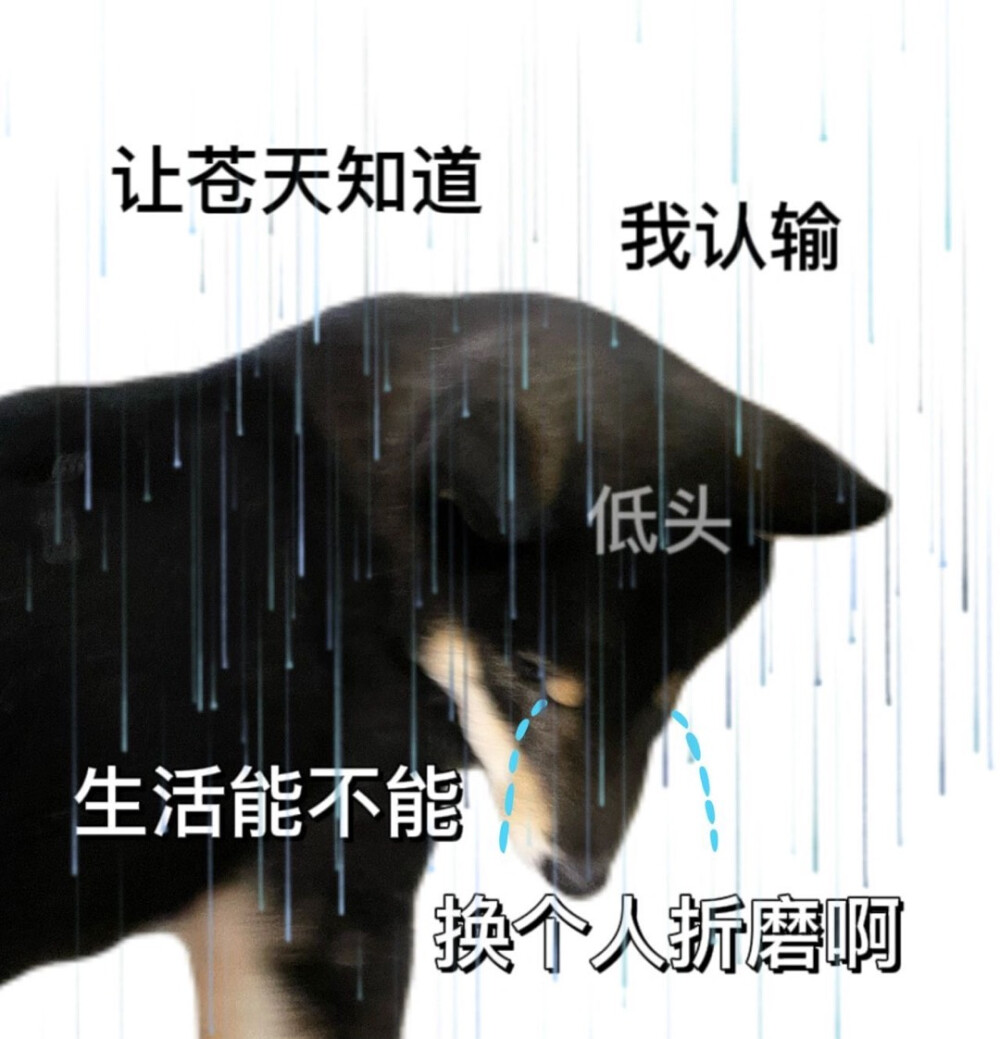 柴犬表情包