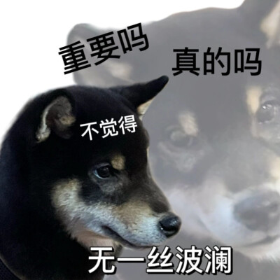 柴犬表情包