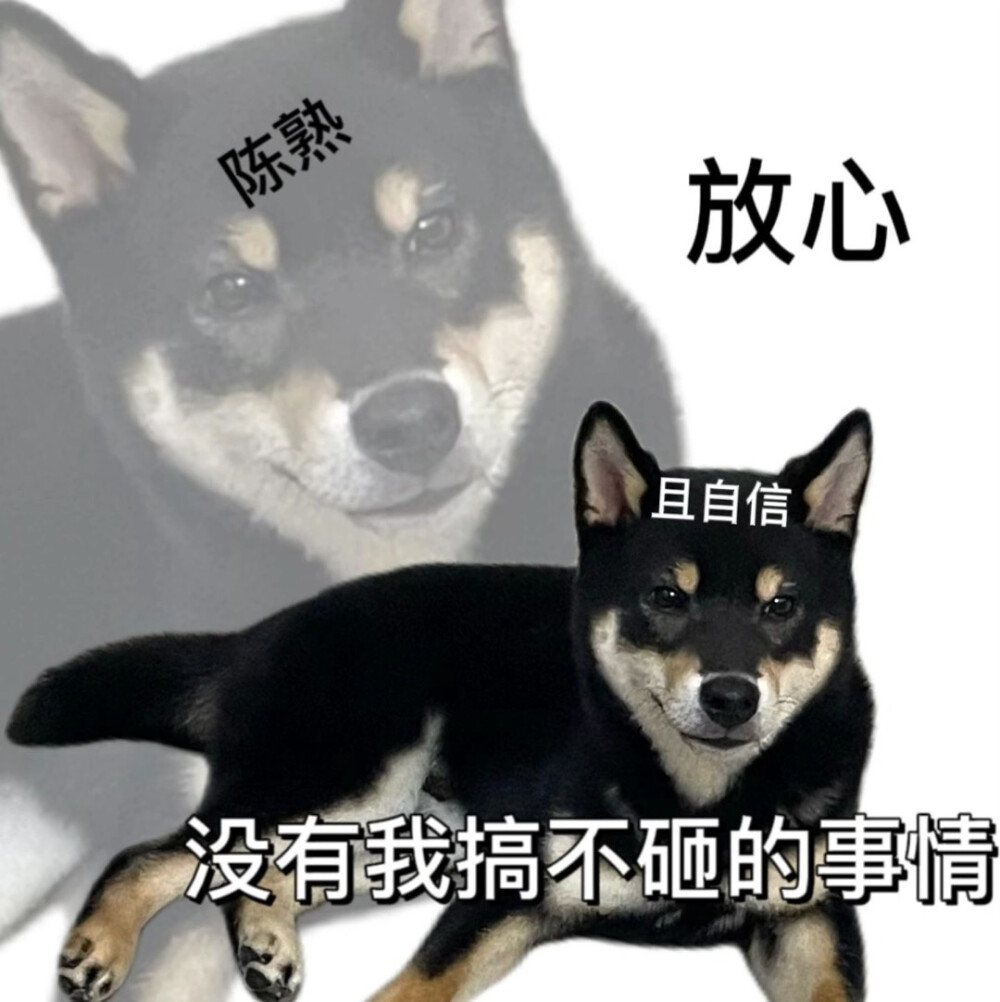 柴犬表情包